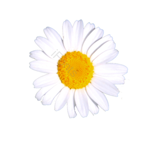 春季 雏菊 可爱 清新