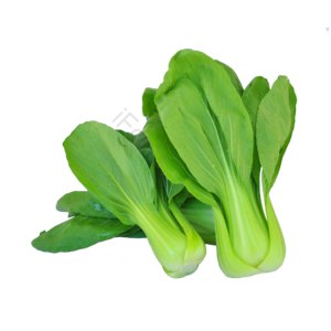 油菜 蔬菜 菜 有机蔬菜 健康蔬菜 绿菜  健康