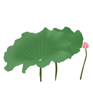 花 荷花 莲花 夏日 夏季 清凉 手绘 