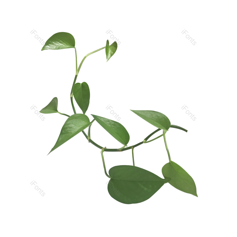绿叶图片,植物元素,室内PNG,免抠素材
