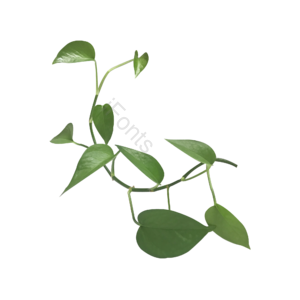 实拍  室内  绿萝   植物