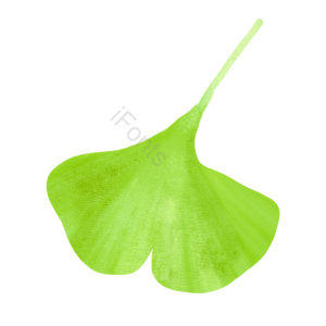 树叶 银杏叶 绿色 植物 png psd