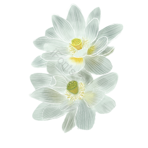 白莲花 白色 纯洁  插画 psd png