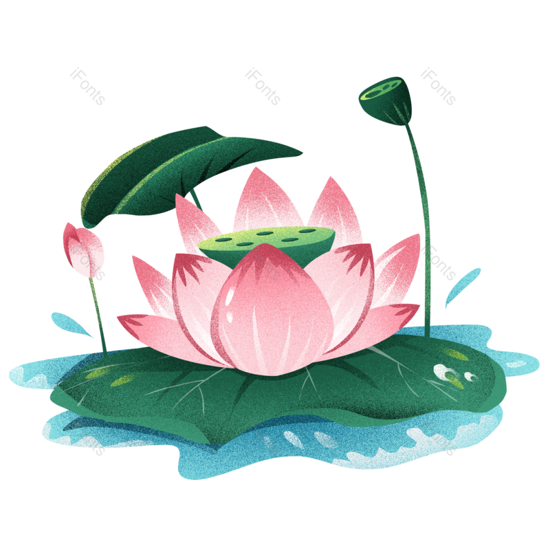 荷花图片,夏天元素,花卉PNG,花朵免抠素材