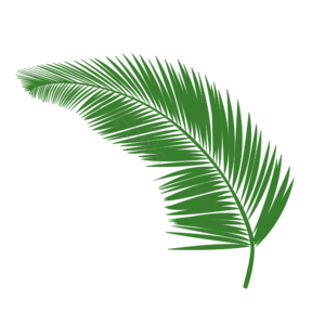 简约 棕榈 植物 叶子 绿色 装饰