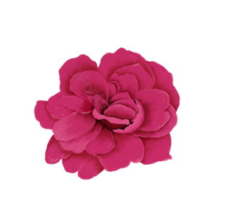 蔷薇 月季 月月红 花 盛开的花 手绘