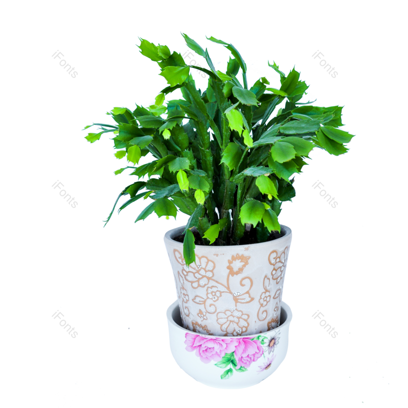 装饰图片,花卉元素,花盆PNG,绿植免抠素材