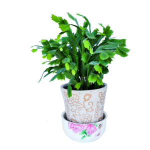 植物 装饰 花卉 绿植 盆栽 植物 花 花卉
