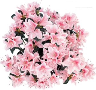 杜鹃花 映山红 粉色 鲜花 植物 装饰