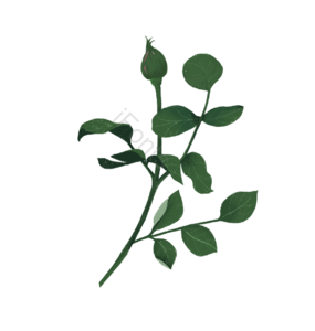 月季 花 枝 花骨朵 月月红 手绘