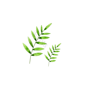  清爽 手绘 植物 小清新