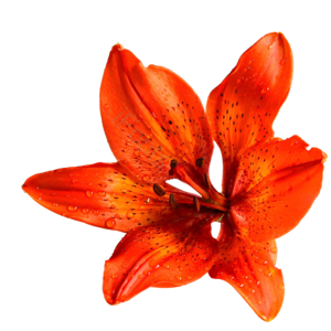 橙色 鲜花 喇叭状 花蕊 六瓣 黑色斑点