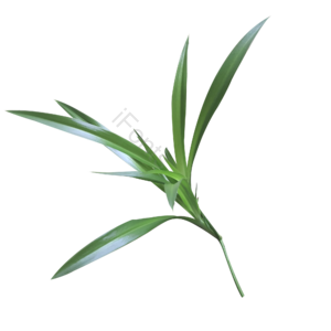 实拍  绿色  兰花草  绿植 