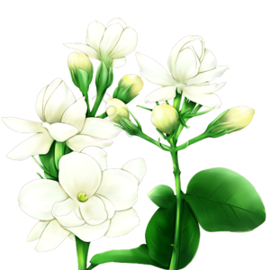 夏至 手绘 卡通 白色 茉莉花 花朵 装饰 绿叶