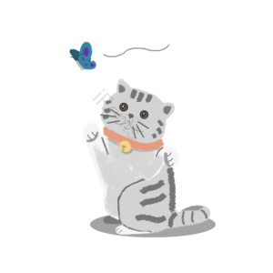 爱猫 猫咪 英国短毛猫 可爱小猫咪 追蝴蝶的猫 蝴蝶和猫 猫咪