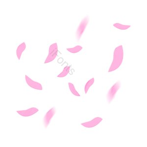 小清新 粉色 花瓣 花瓣雨 春季 立春 春 春天