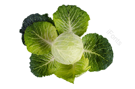 白菜 卷心菜 包菜 绿色 白色 蔬菜 健康