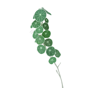 植物 绿色  小清新 盆栽  插画 