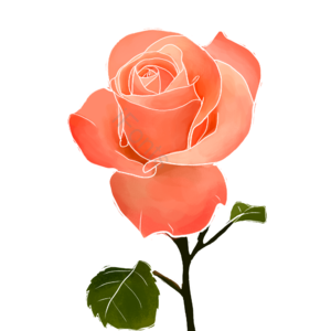 鲜花 插画 粉色 psd 节日 png