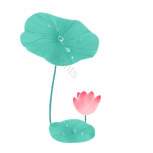 夏日主题 清新 手绘风 荷叶 荷花 水珠 绿叶荷花