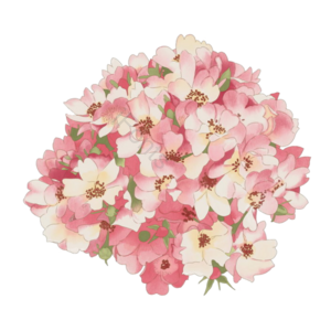 粉色 唯美 浪漫 鲜花 花朵  花束 春天