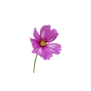 实拍  玫红色  小花  鲜艳 