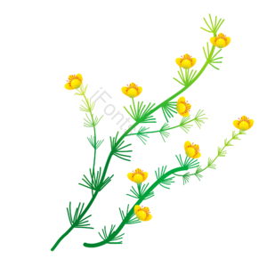 一枝花 绿色 植物