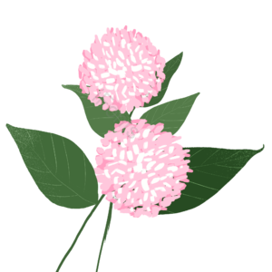 小清新 唯美 粉色 花朵 绿色 叶子