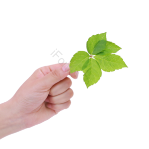 手拿的树叶 树叶 绿植 叶子 树枝 植物 春季