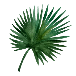植物水彩 手绘插画 绿色 植物 免扣 透明装饰