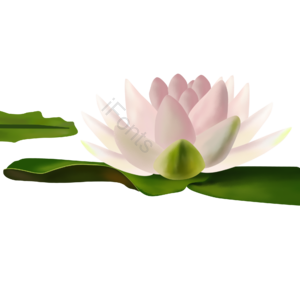 荷花 莲花 清纯 夏日 湖面上 莲 花 手绘