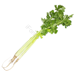 蔬菜 免抠 实物 png 素材 摄影 照片 实物