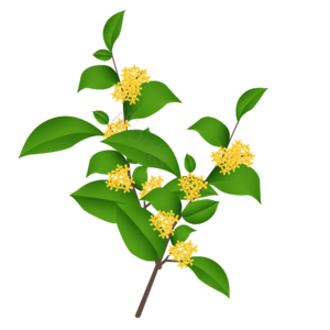 桂花 树枝 桂花树 中秋 中秋节 花朵 花瓣