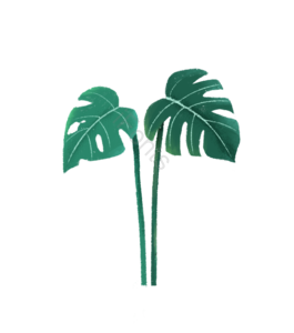 叶子 插画 龟背竹 手绘 绿叶 植物