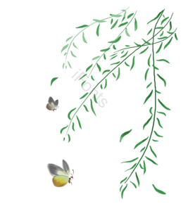 清明节 手绘 漂浮 柳枝 柳树 绿色 飞舞 蝴蝶