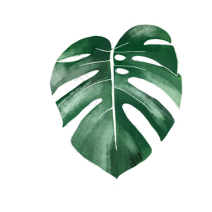 欧美风 树叶  绿色 植物 插画 