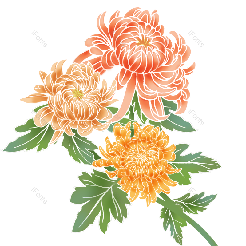装饰图片,菊花元素,中国PNG,花卉免抠素材