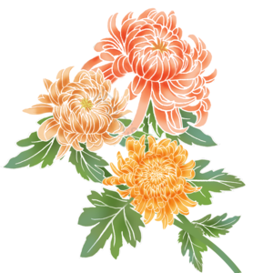 原创 手绘 菊花 绽放 花卉 植物 装饰 免抠
