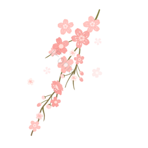 樱花 小清新 日式 樱花花瓣 飘零 免抠素材 春季 春分