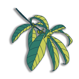 免抠 桂花 秋天 清新 植物 手绘 装饰 详情页
