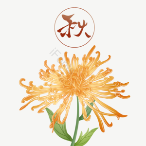 秋天 插画 手绘 秋菊 植物 花卉 毛笔字 装饰