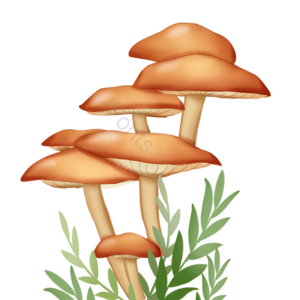 秋天 秋季 蘑菇 手绘 插画 装饰 元素
