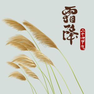 24节气 霜降 芦苇 手绘 字体 效果 元素 