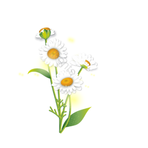 矢量 重瓣 花 白色 雏菊 元素