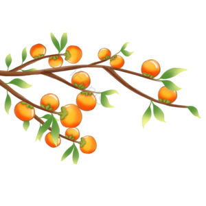 秋季 秋天 柿子 果实 丰收 金色 手绘 插画