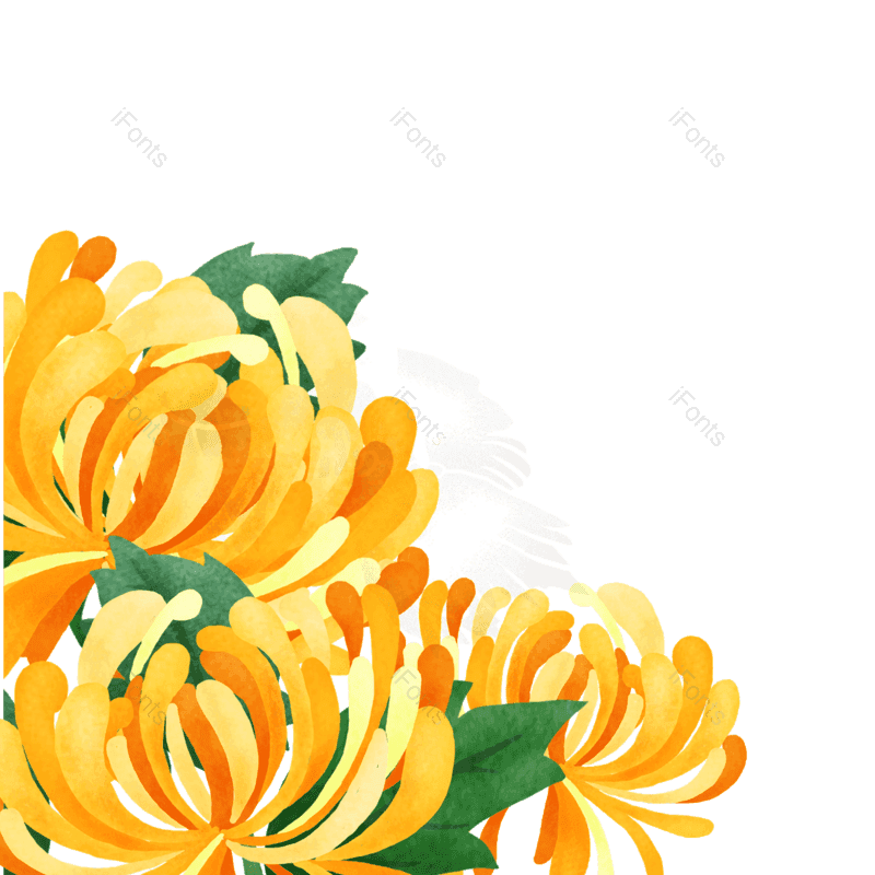 菊花图片,中国传统节日元素,设计元素PNG,免抠素材