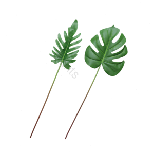 龟背竹 绿色植物 叶子 园林 静物 热带植物