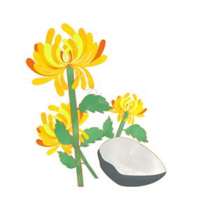 手绘 重阳节 菊花 重阳节元素设计 手绘菊花 重阳节菊花