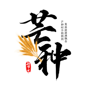 24节气 二十四节气 毛笔字 传统节气 麦穗 小麦 芒种