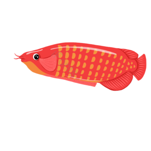 海洋生物 鱼 动物 红色
